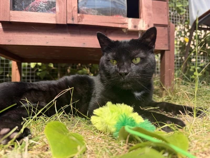 Mickey, male senior Mixed Breed Cat for adoption at Animal Concern Cumbria, Egremont