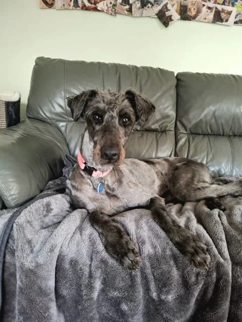 Millie, female 6yo Poodle for adoption at Animal Concern Cumbria, Egremont