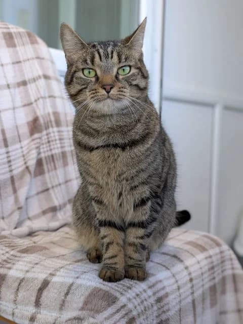 Nala & Luna, female 3yo Mixed Breed Cat for adoption at Animal Concern Cumbria, Egremont