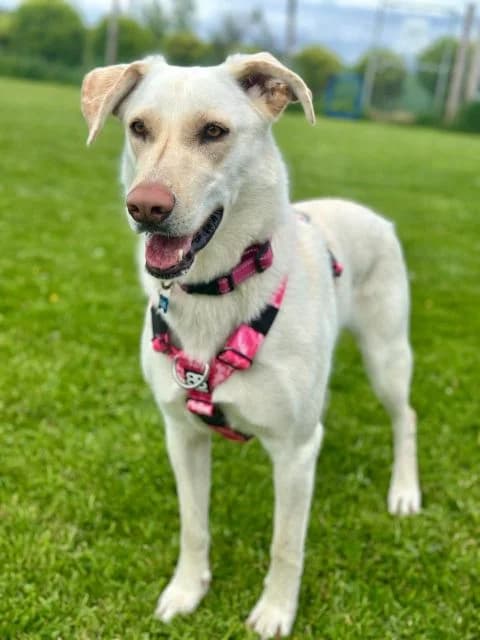 Okami, female 3yo mixed breed for adoption at Animal Concern Cumbria, Egremont