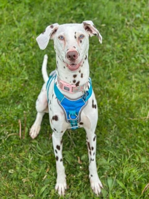 Oreo, female 4yo mixed breed for adoption at Animal Concern Cumbria, Egremont