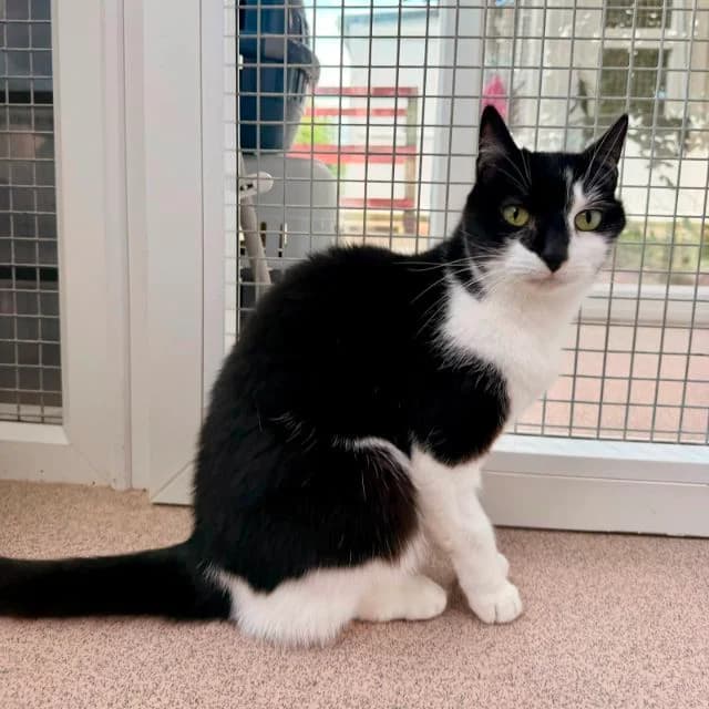 Simba, female senior Mixed Breed Cat for adoption at Animal Concern Cumbria, Egremont