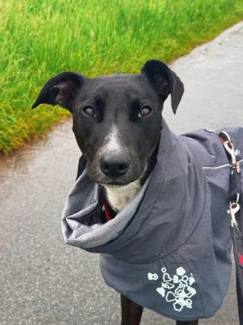 Snoop, male young Lurcher for adoption at Animal Concern Cumbria, Egremont