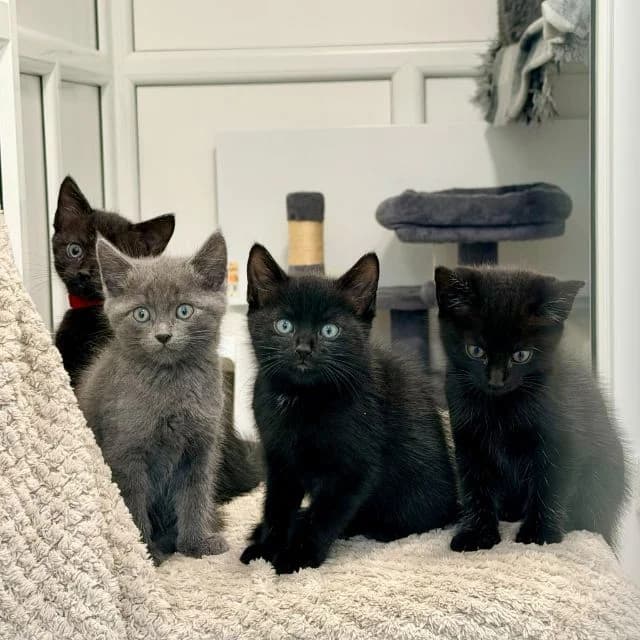 Sweet Treat Litter, female puppy mixed breed for adoption at Animal Concern Cumbria, Egremont