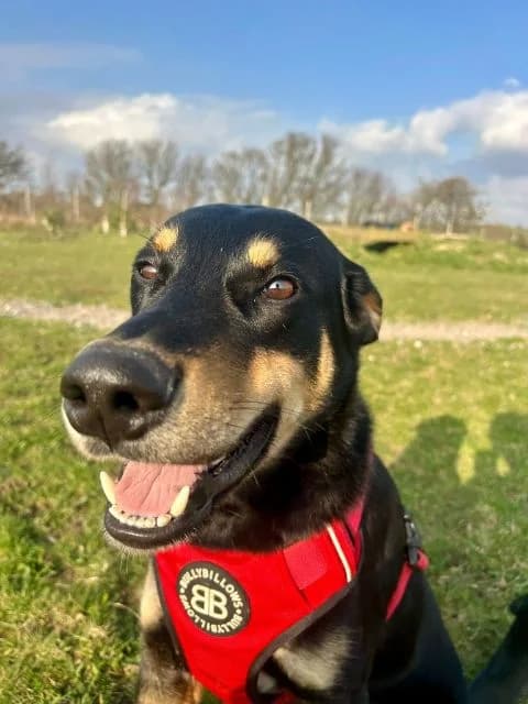 Thor, female young Doberman for adoption at Animal Concern Cumbria, Egremont