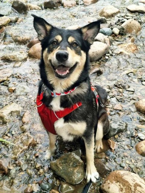 Tia, female 6yo Husky for adoption at Animal Concern Cumbria, Egremont