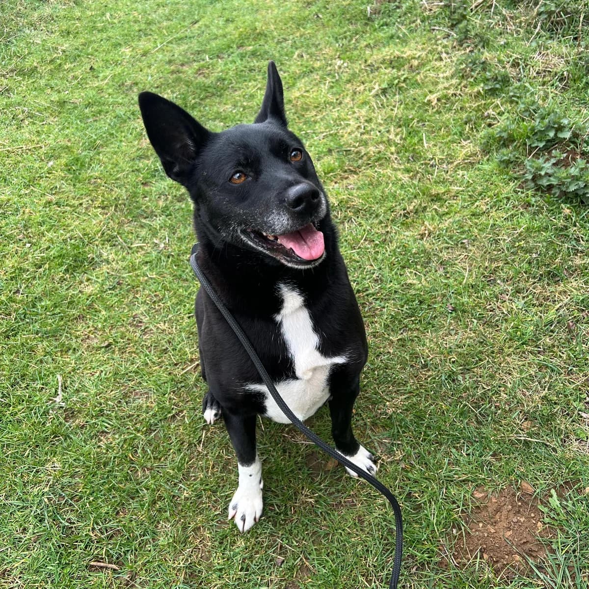 Bailey, male Collie for adoption at Animal Helpline Dog Rescue