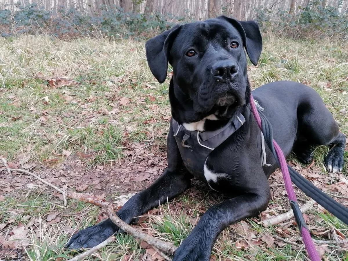 Jasmine, female Cane Corso for adoption at Animal Helpline Dog Rescue