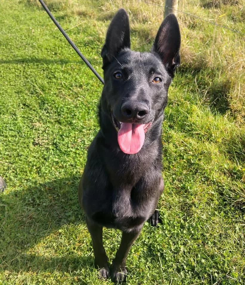 Cain, male young mixed breed for adoption at Animal Helpline Dog Rescue