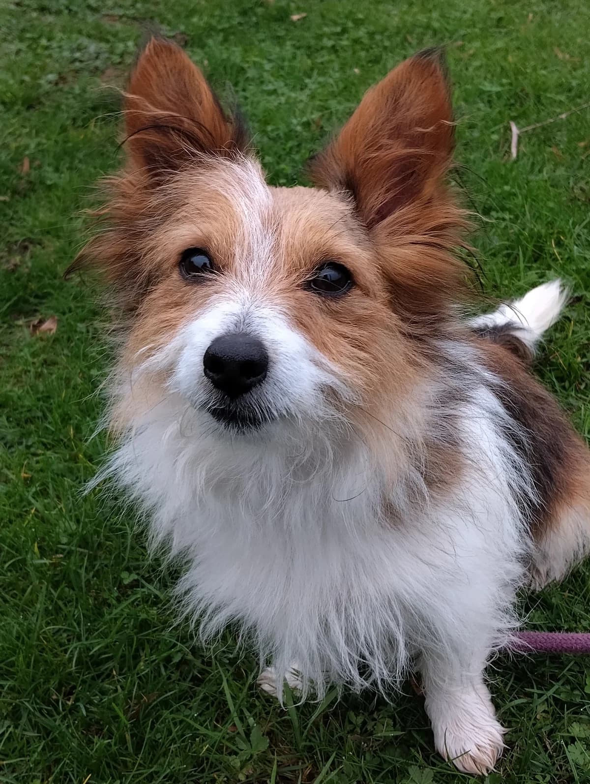 Beau, male 7yo mixed breed for adoption at Animal Helpline Dog Rescue