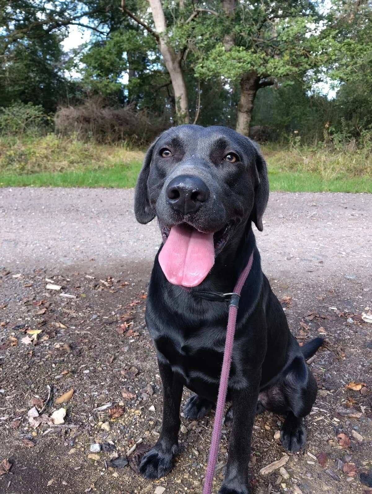 Archie, male Mixed Breed for adoption at Animal Helpline Dog Rescue