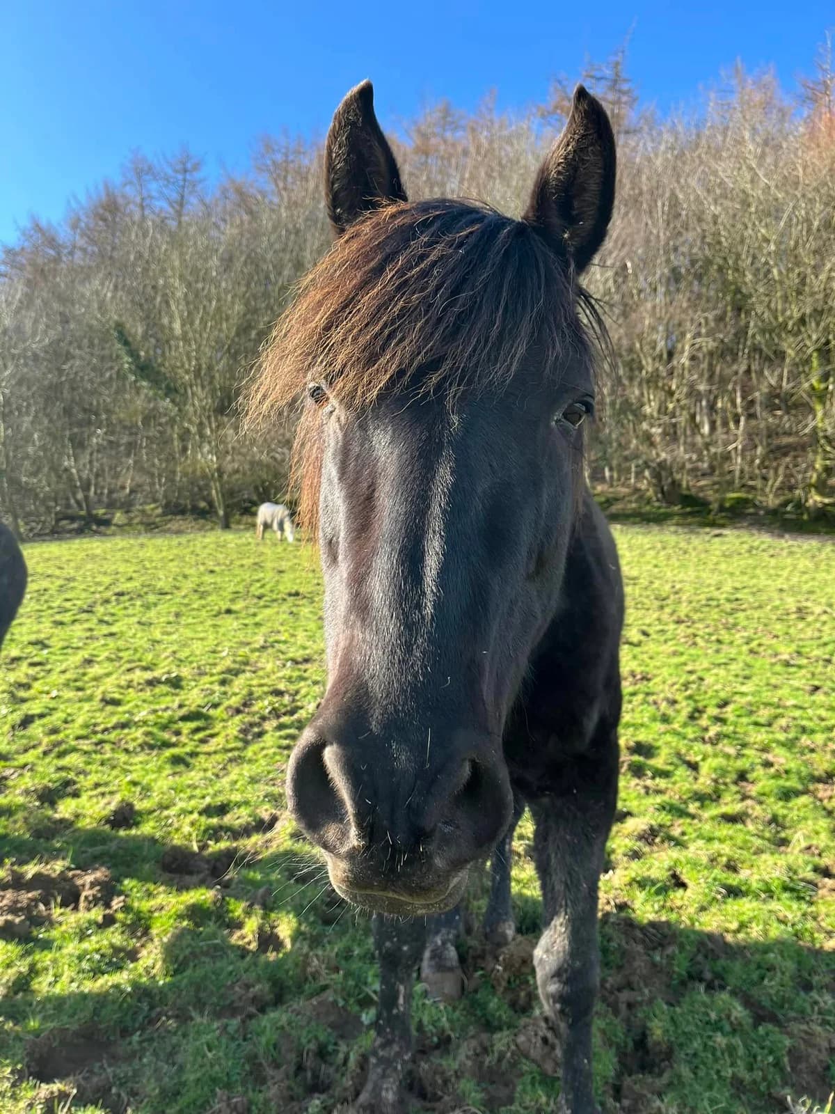 Caprichio, male 6yo mixed breed for adoption at The Animal Hostel Trust (All For Horses)