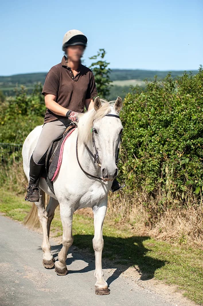 Indy, male senior mixed breed for adoption at The Animal Hostel Trust (All For Horses)