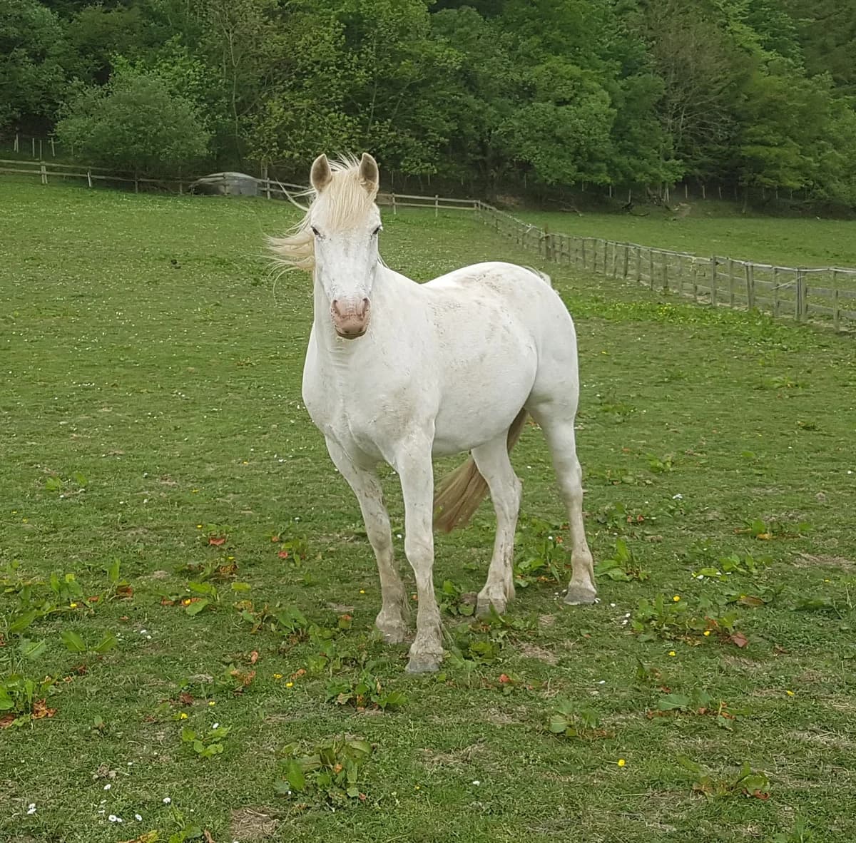Izzy, female senior Mixed Breed for adoption at The Animal Hostel Trust (All For Horses)