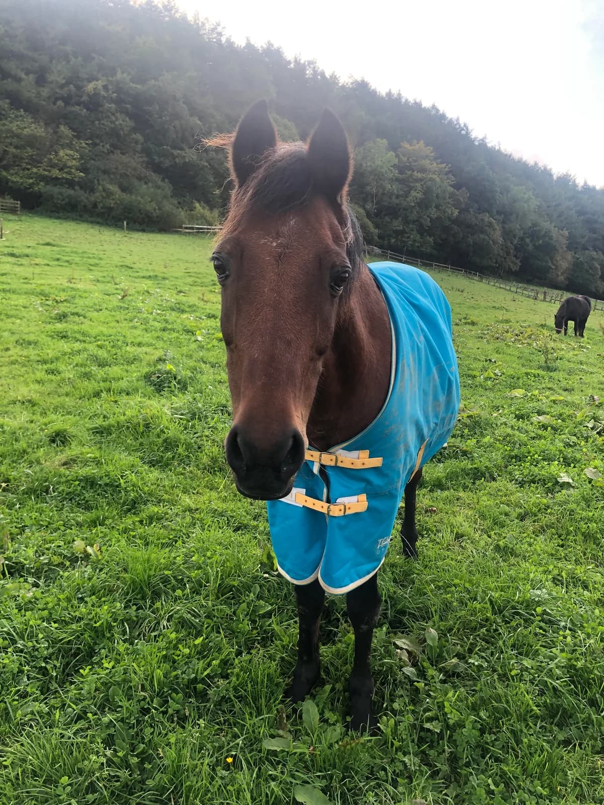 Karita, male senior Mixed Breed for adoption at The Animal Hostel Trust (All For Horses)