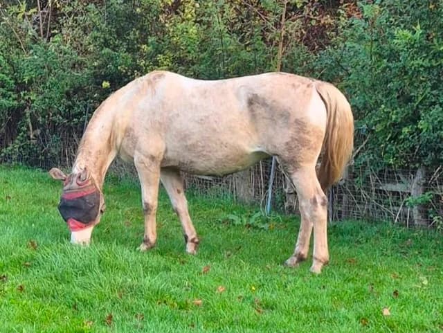 Shanon, female senior mixed breed for adoption at The Animal Hostel Trust (All For Horses)