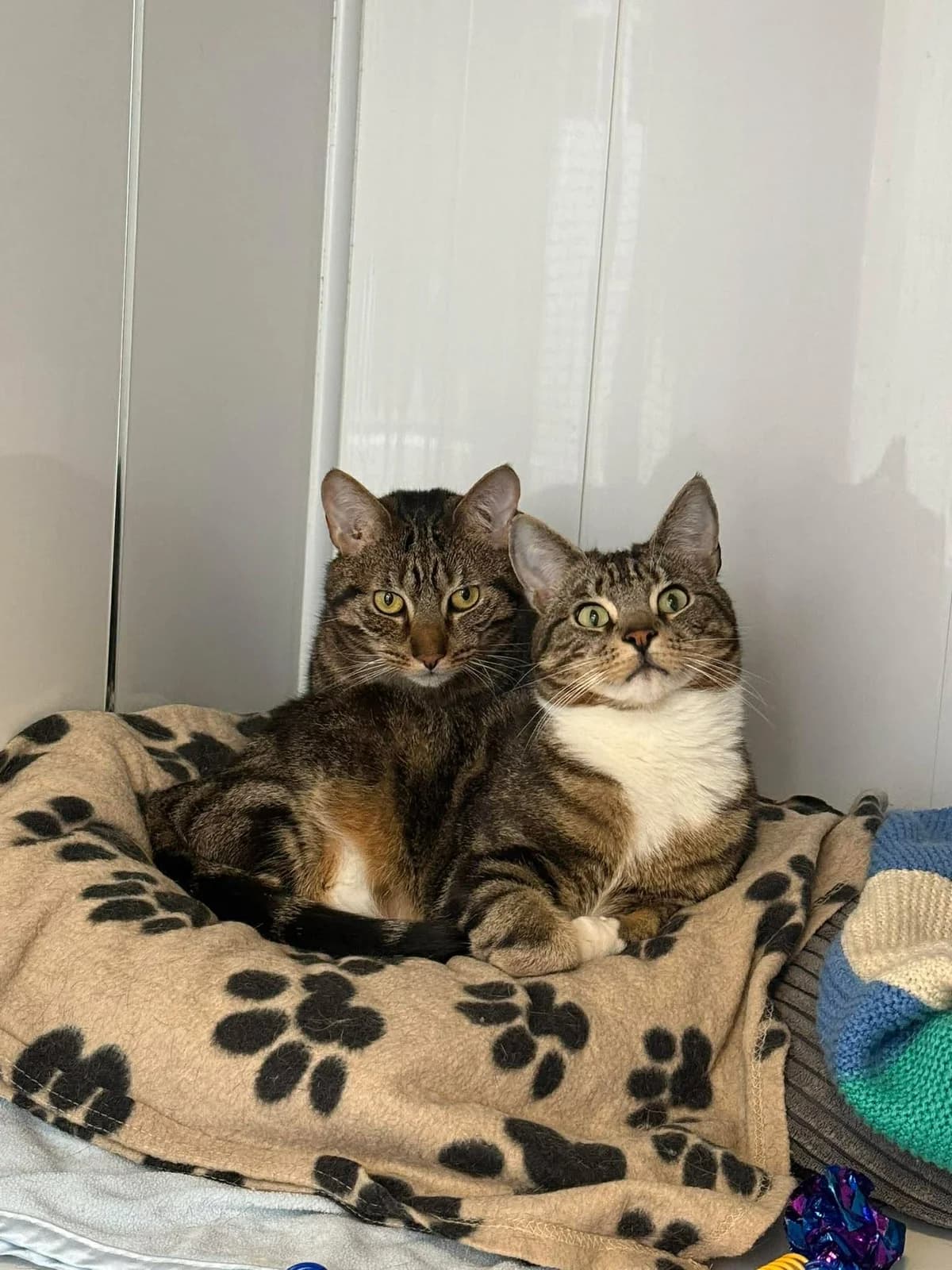 HUDSON & OCEAN, 5yo Mixed Breed for adoption at Animal Rescue Cumbria (Wainwright Shelter)