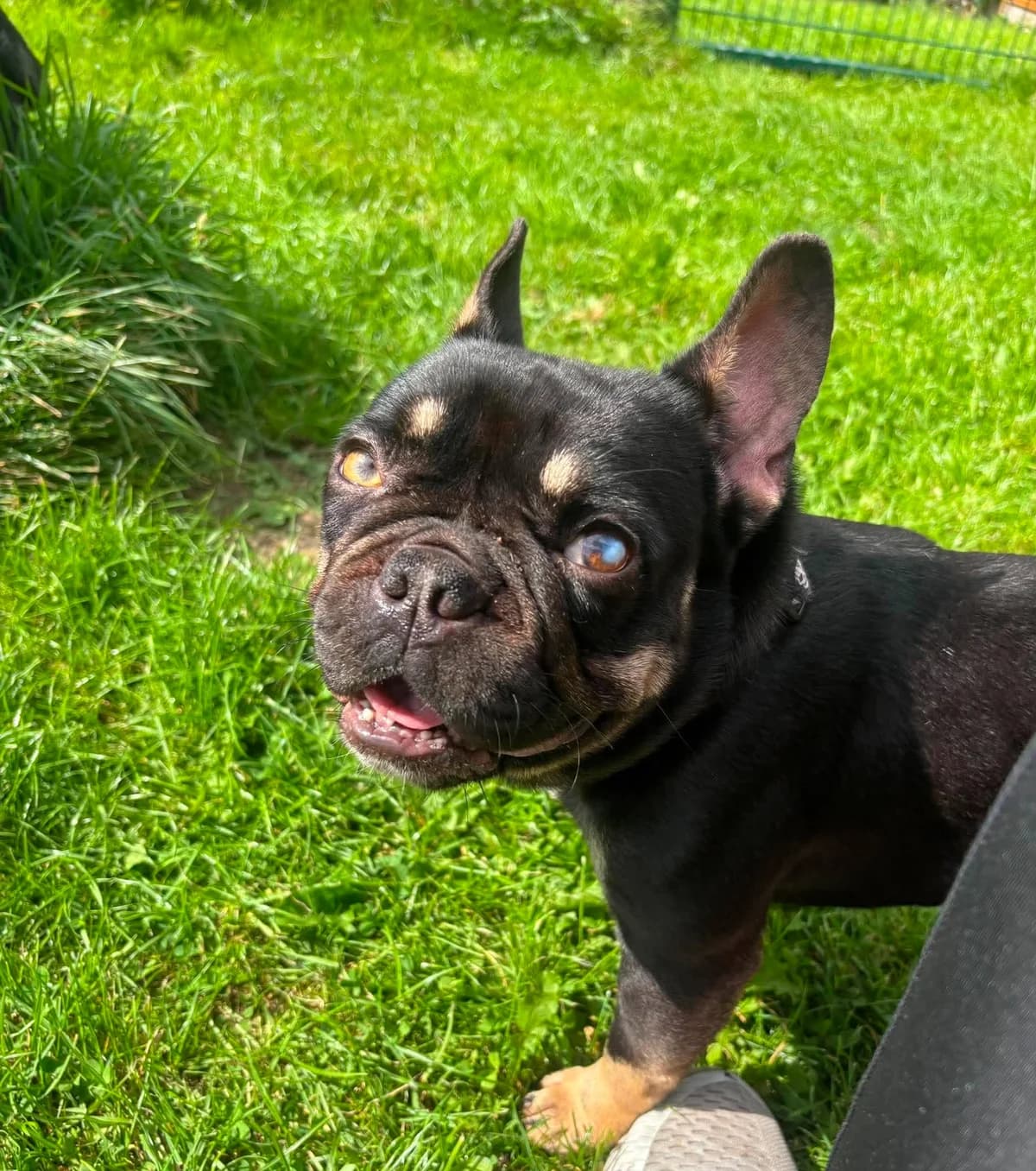 BUSTER, male young Mixed Breed for adoption at Animal Rescue Cumbria (Wainwright Shelter)