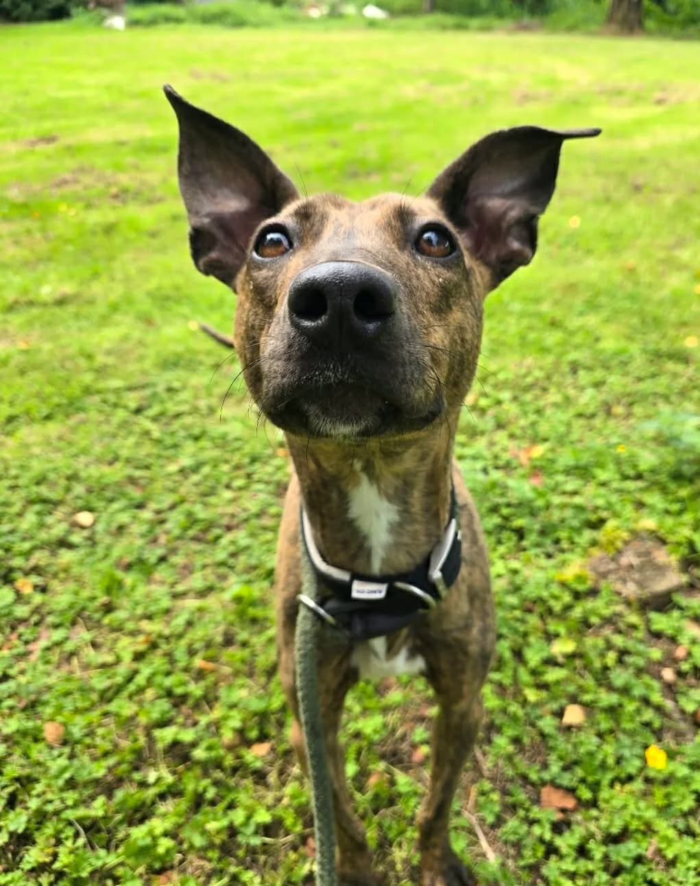 AMBER, female 3yo Mixed Breed for adoption at Animal Rescue Cumbria (Wainwright Shelter)