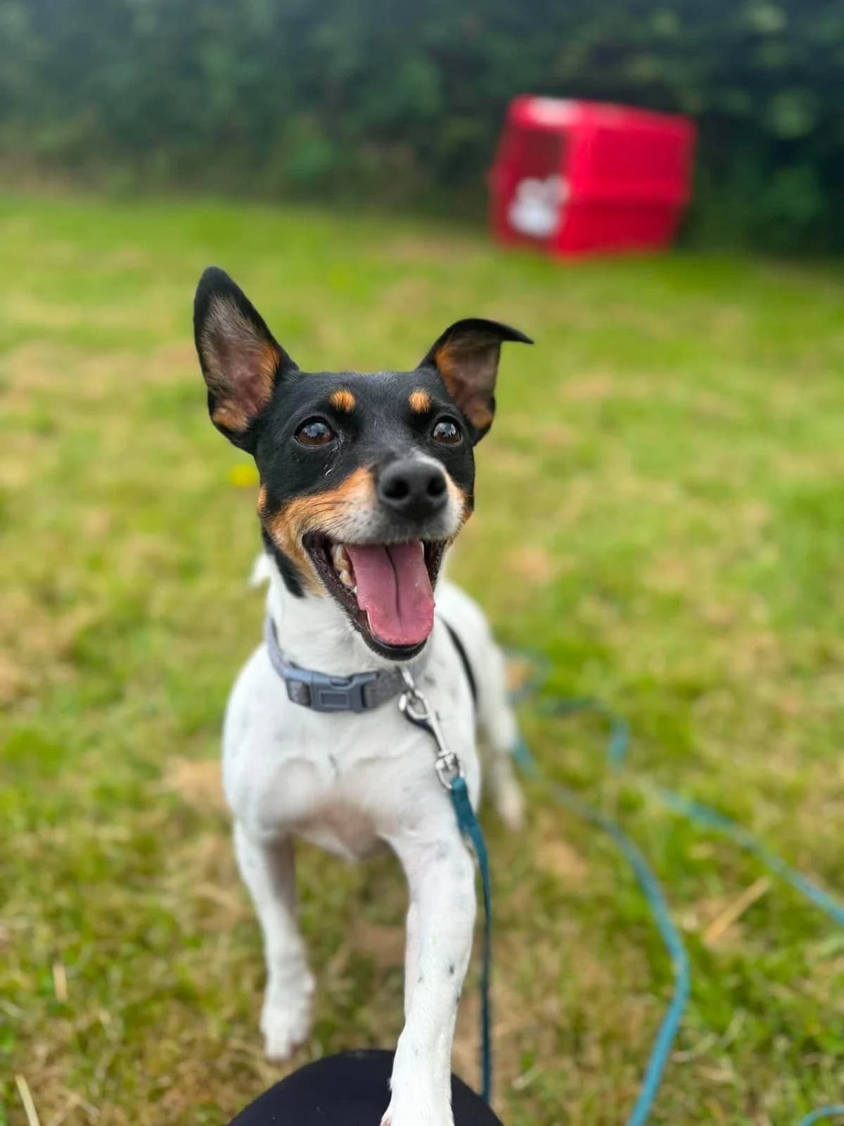 ANNIE, female young Mixed Breed for adoption at Animal Rescue Cumbria (Wainwright Shelter)