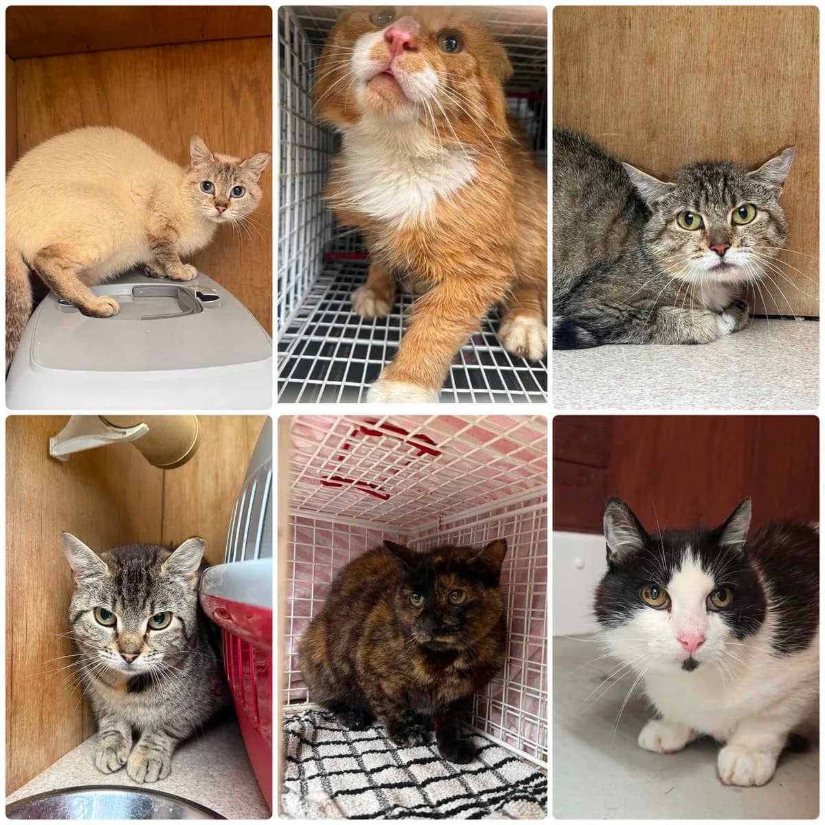 Barn Cats, female senior Mixed Breed for adoption at Animal Rescue Cumbria (Wainwright Shelter)