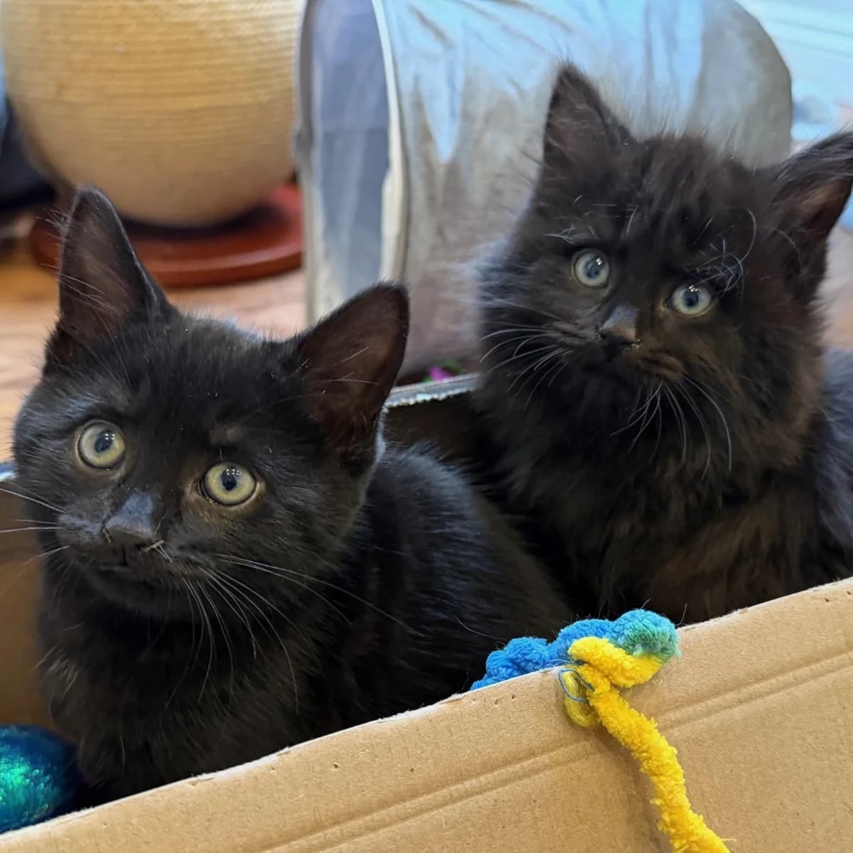 BAS & BIRY, female senior Mixed Breed for adoption at Animal Rescue Cumbria (Wainwright Shelter)