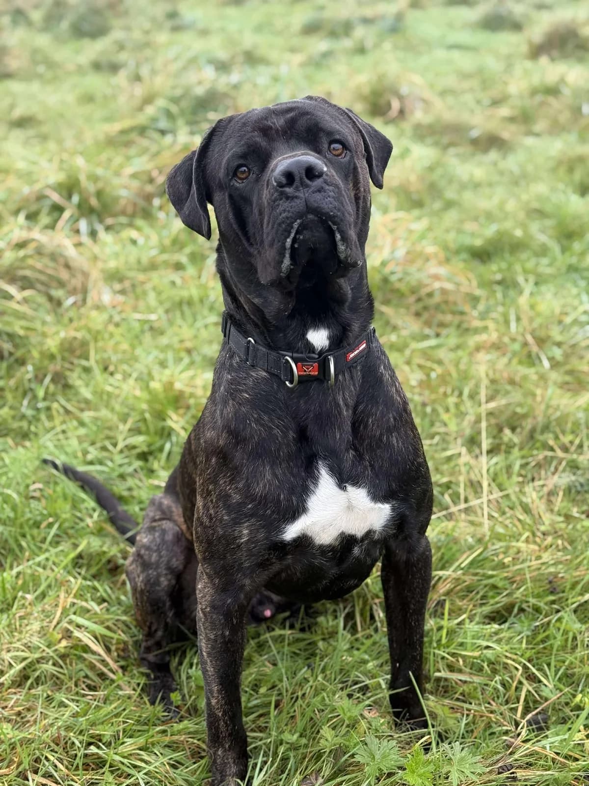 BASIL, male young Mixed Breed for adoption at Animal Rescue Cumbria (Wainwright Shelter)