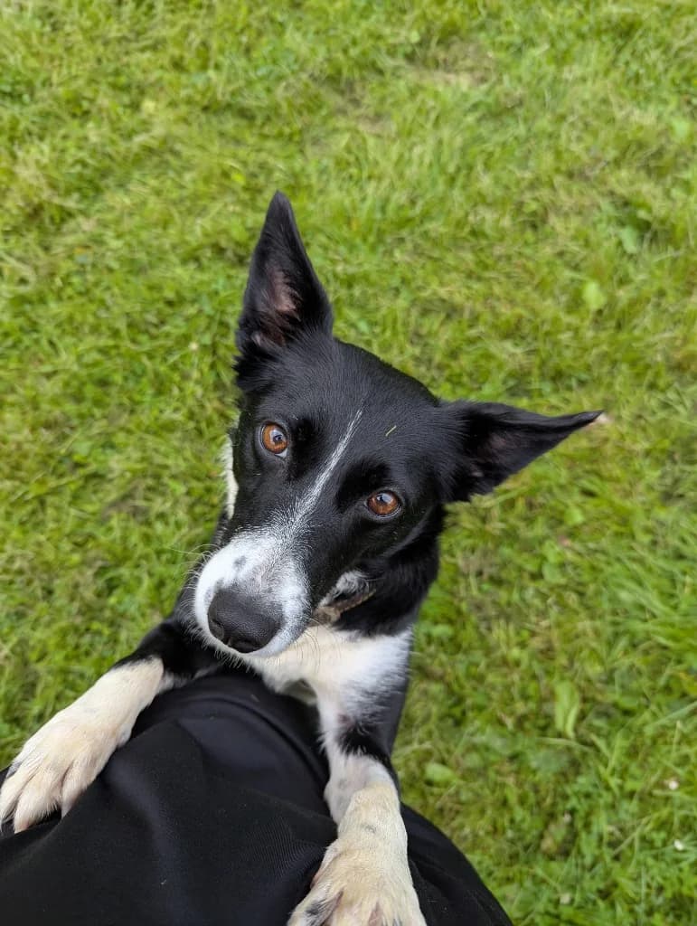 BELLA, female 3yo Mixed Breed for adoption at Animal Rescue Cumbria (Wainwright Shelter)