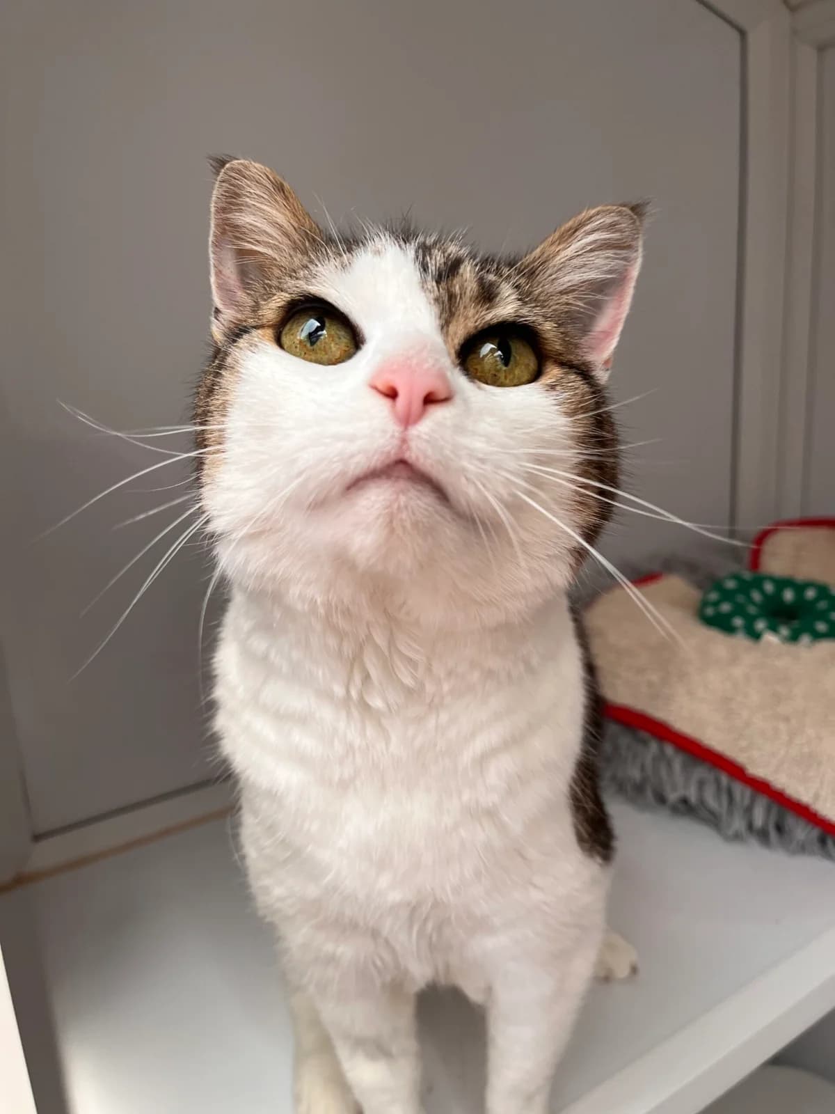 BETTY, female senior Mixed Breed for adoption at Animal Rescue Cumbria (Wainwright Shelter)