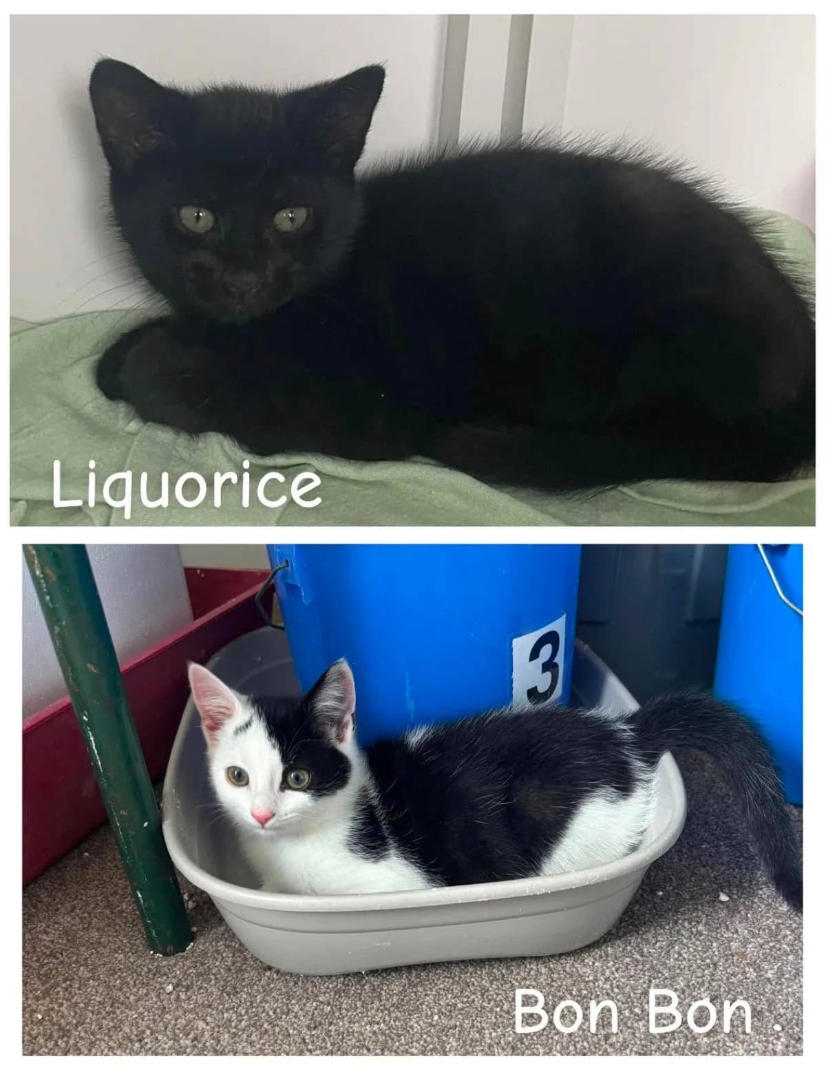 BON BON + LIQUORICE, female senior Mixed Breed for adoption at Animal Rescue Cumbria (Wainwright Shelter)