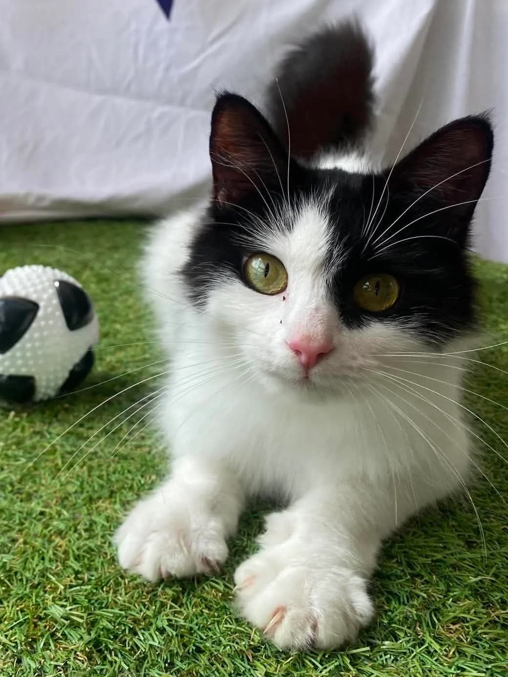 BRIOCHE, female young Mixed Breed for adoption at Animal Rescue Cumbria (Wainwright Shelter)