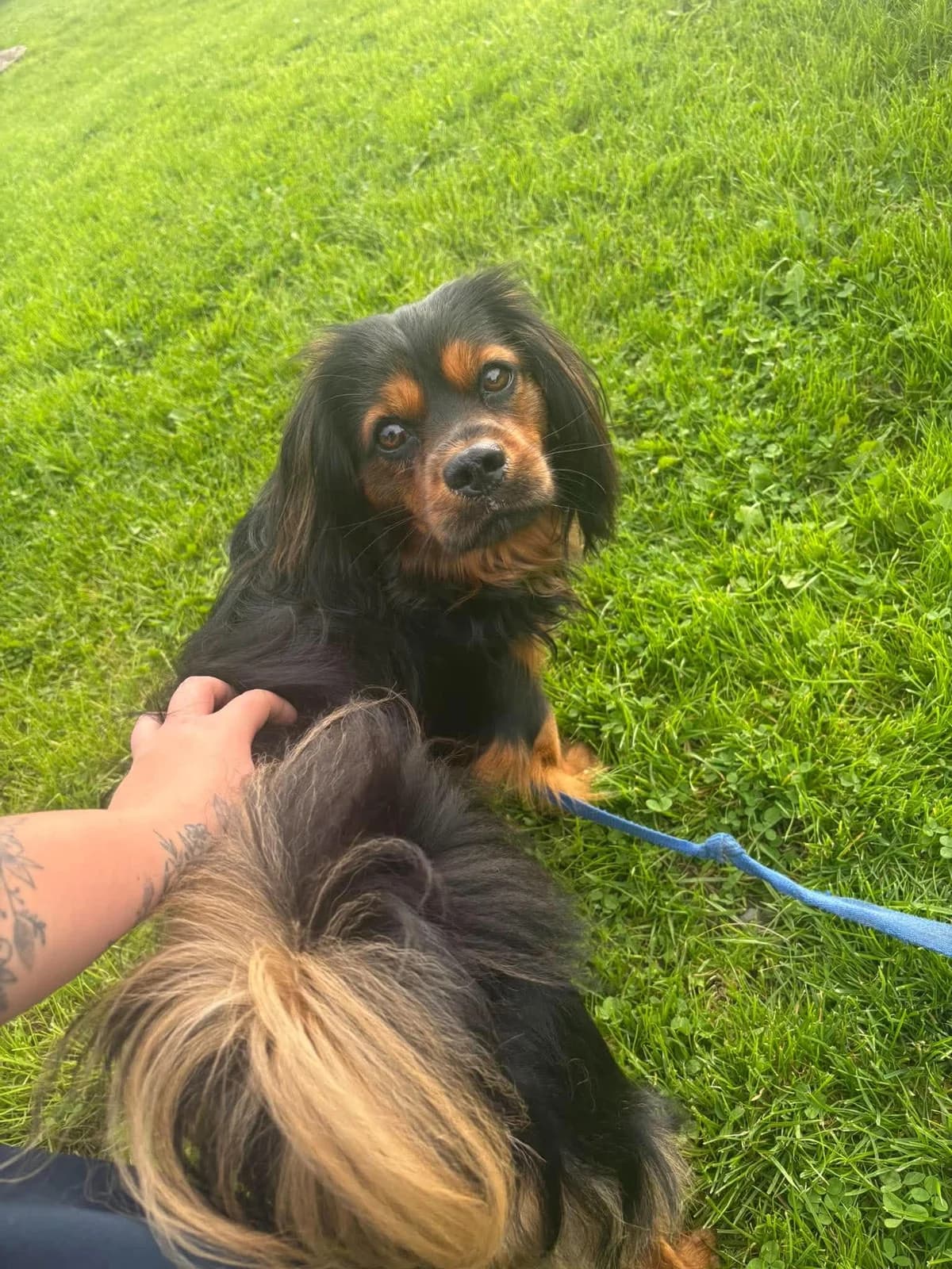 BRUNO, male young Mixed Breed for adoption at Animal Rescue Cumbria (Wainwright Shelter)