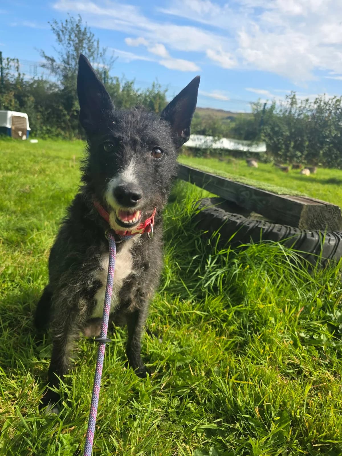 BUMBLE, female 6yo Mixed Breed for adoption at Animal Rescue Cumbria (Wainwright Shelter)