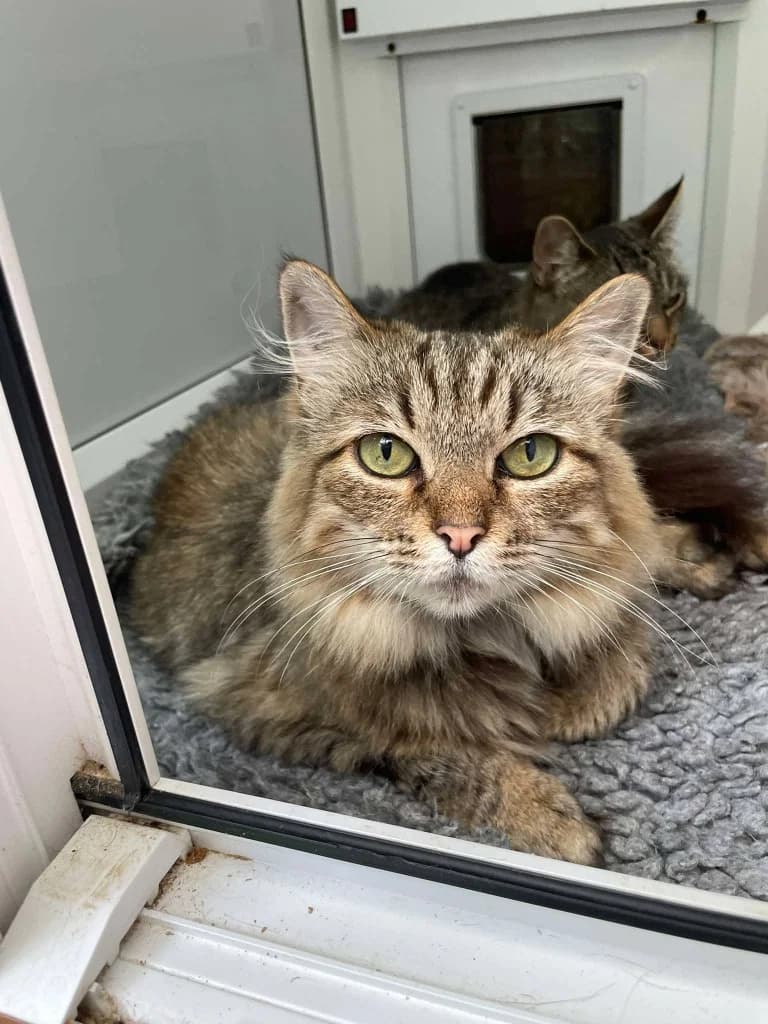 CANDY, female 3yo Mixed Breed for adoption at Animal Rescue Cumbria (Wainwright Shelter)
