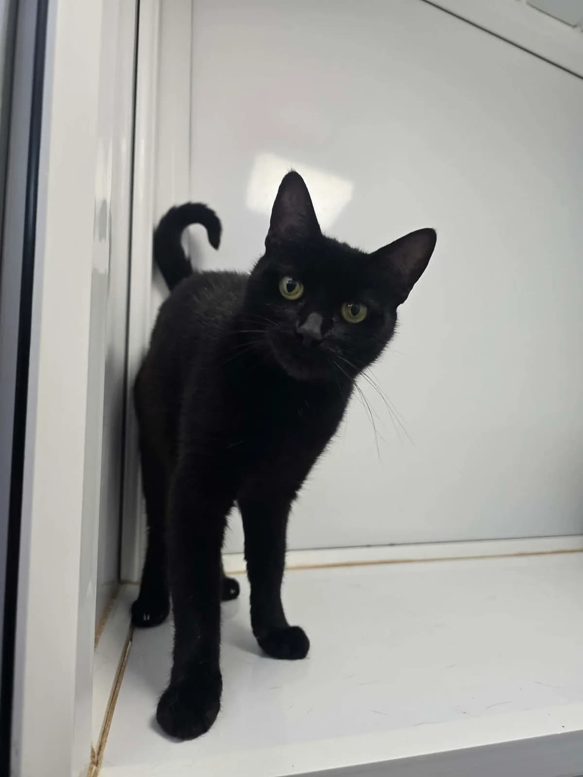 CELINE, female 6yo Mixed Breed for adoption at Animal Rescue Cumbria (Wainwright Shelter)