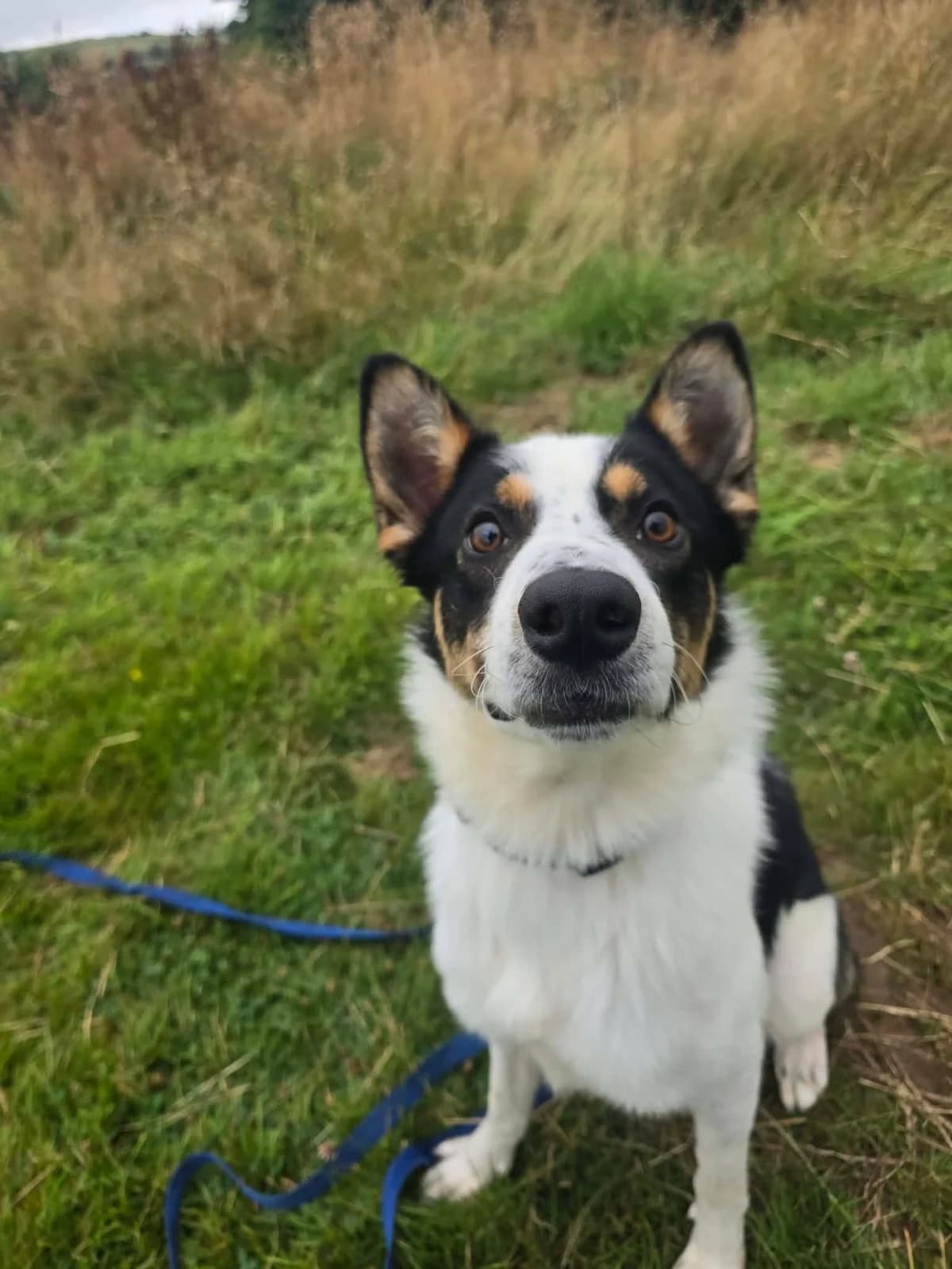 CHAPLIN, male 3yo Mixed Breed for adoption at Animal Rescue Cumbria (Wainwright Shelter)