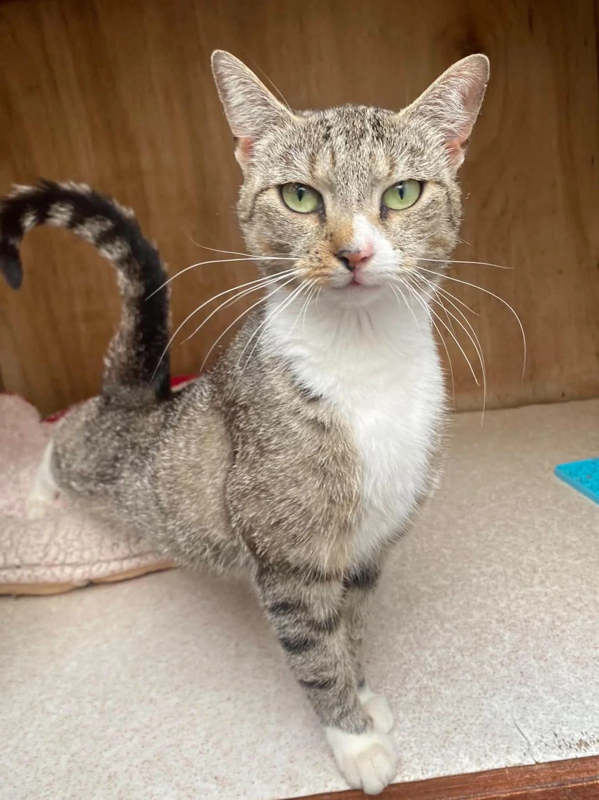 CHESTNUT, female young Mixed Breed for adoption at Animal Rescue Cumbria (Wainwright Shelter)