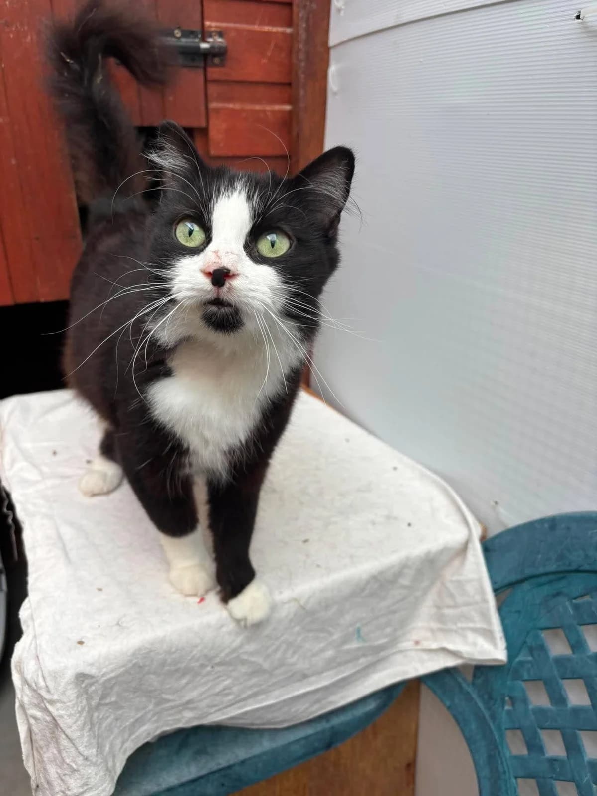 CLOVE, female young Mixed Breed for adoption at Animal Rescue Cumbria (Wainwright Shelter)