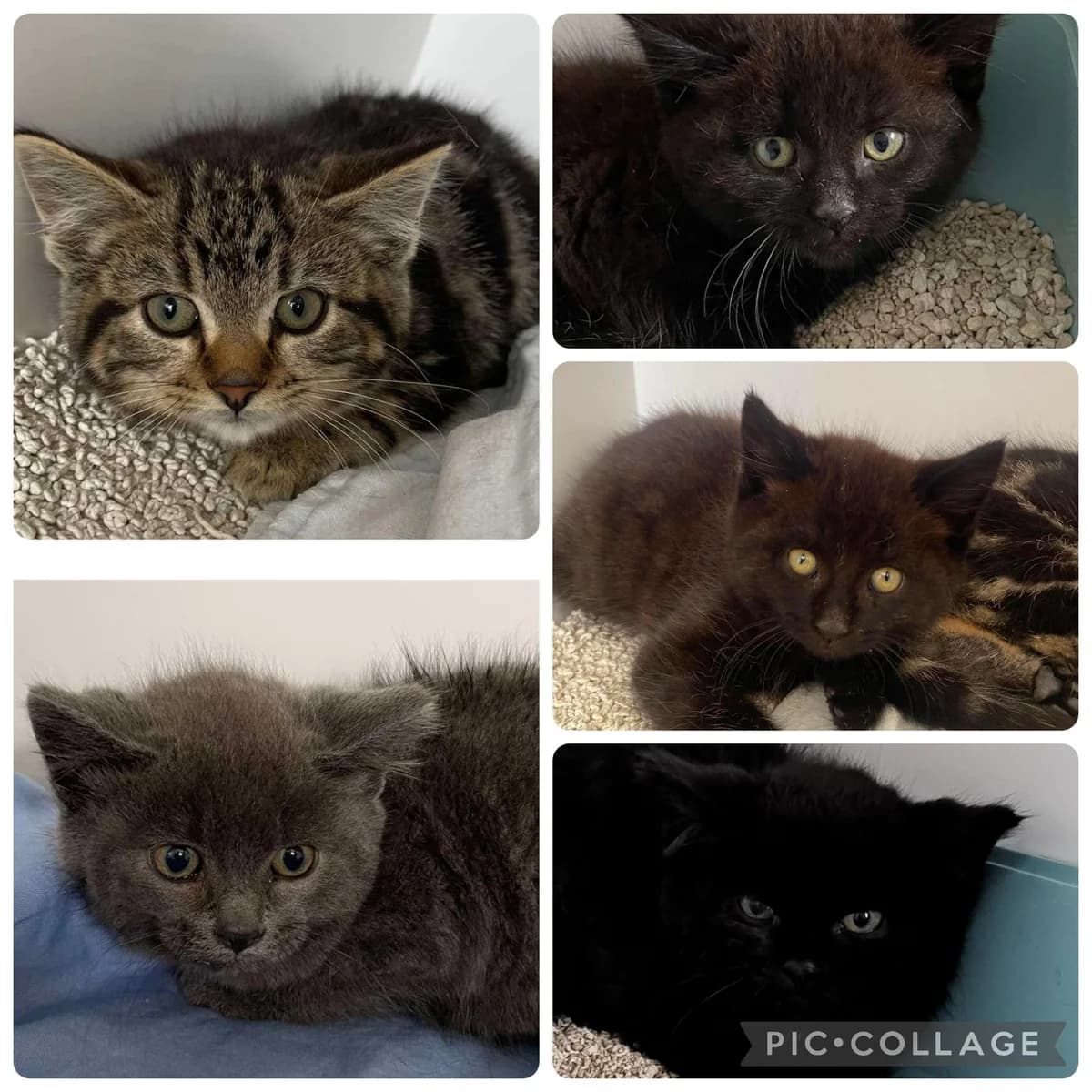 COFFEE SHOP KITTENS, senior Mixed Breed for adoption at Animal Rescue Cumbria (Wainwright Shelter)