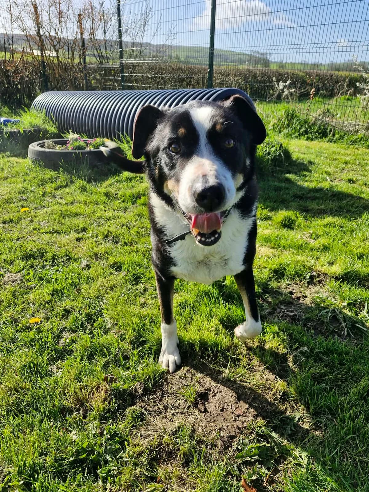 COOPER, male senior Mixed Breed for adoption at Animal Rescue Cumbria (Wainwright Shelter)