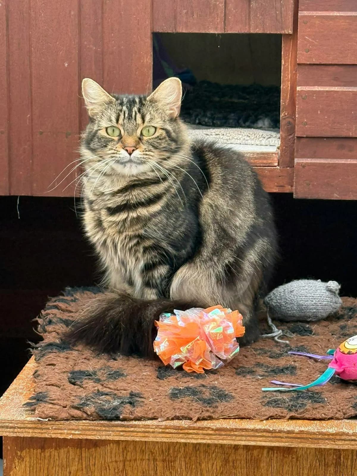 CUPCAKE, female 4yo Mixed Breed for adoption at Animal Rescue Cumbria (Wainwright Shelter)