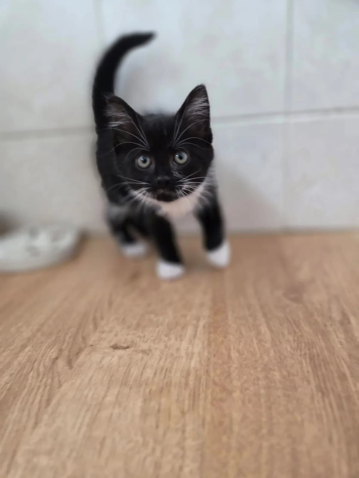 DANISH, female senior Mixed Breed for adoption at Animal Rescue Cumbria (Wainwright Shelter)