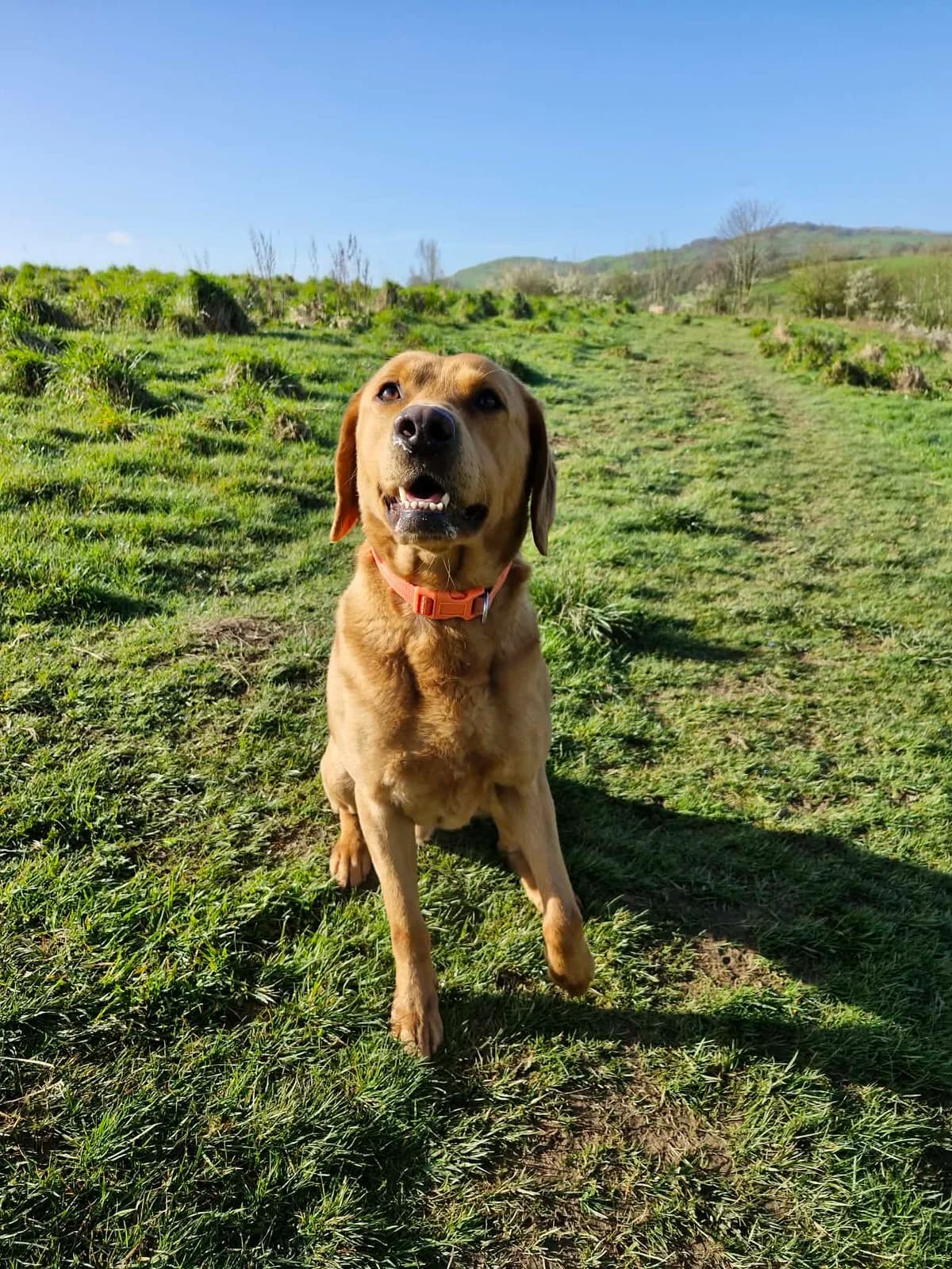 DEXTER, male 4yo Mixed Breed for adoption at Animal Rescue Cumbria (Wainwright Shelter)