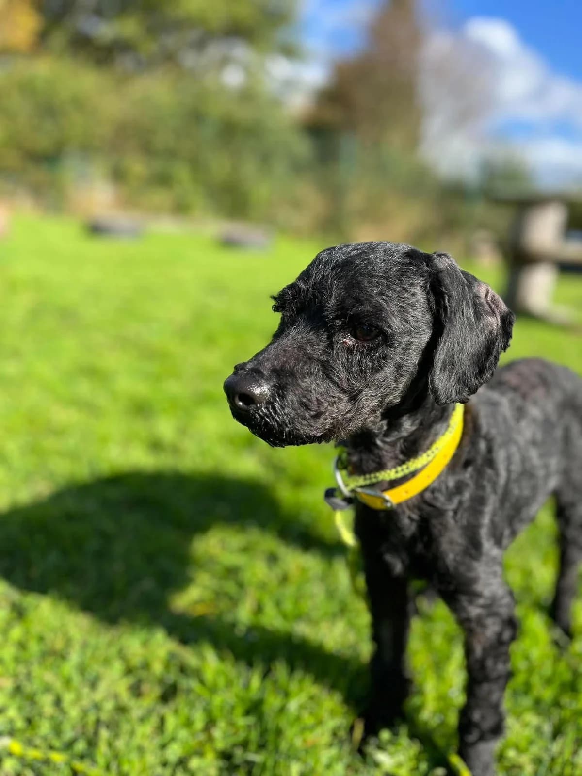 DICE, male Mixed Breed for adoption at Animal Rescue Cumbria (Wainwright Shelter)
