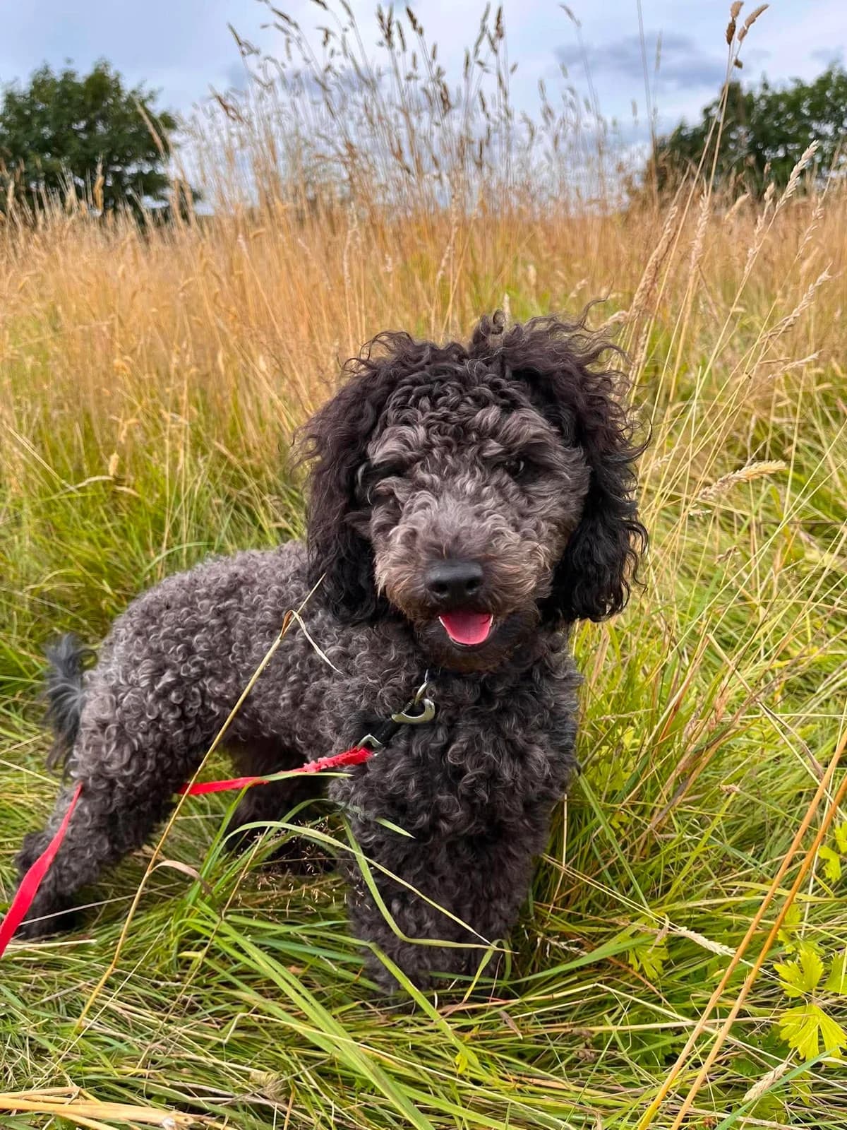 DOLLY, female young Mixed Breed for adoption at Animal Rescue Cumbria (Wainwright Shelter)