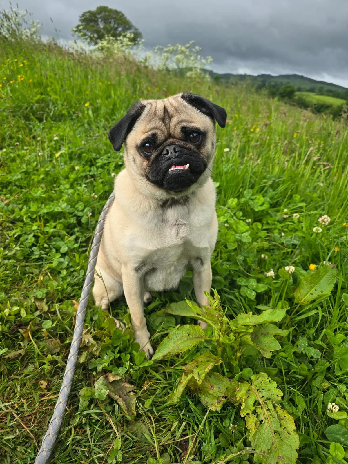 DOUG, male 4yo Mixed Breed for adoption at Animal Rescue Cumbria (Wainwright Shelter)