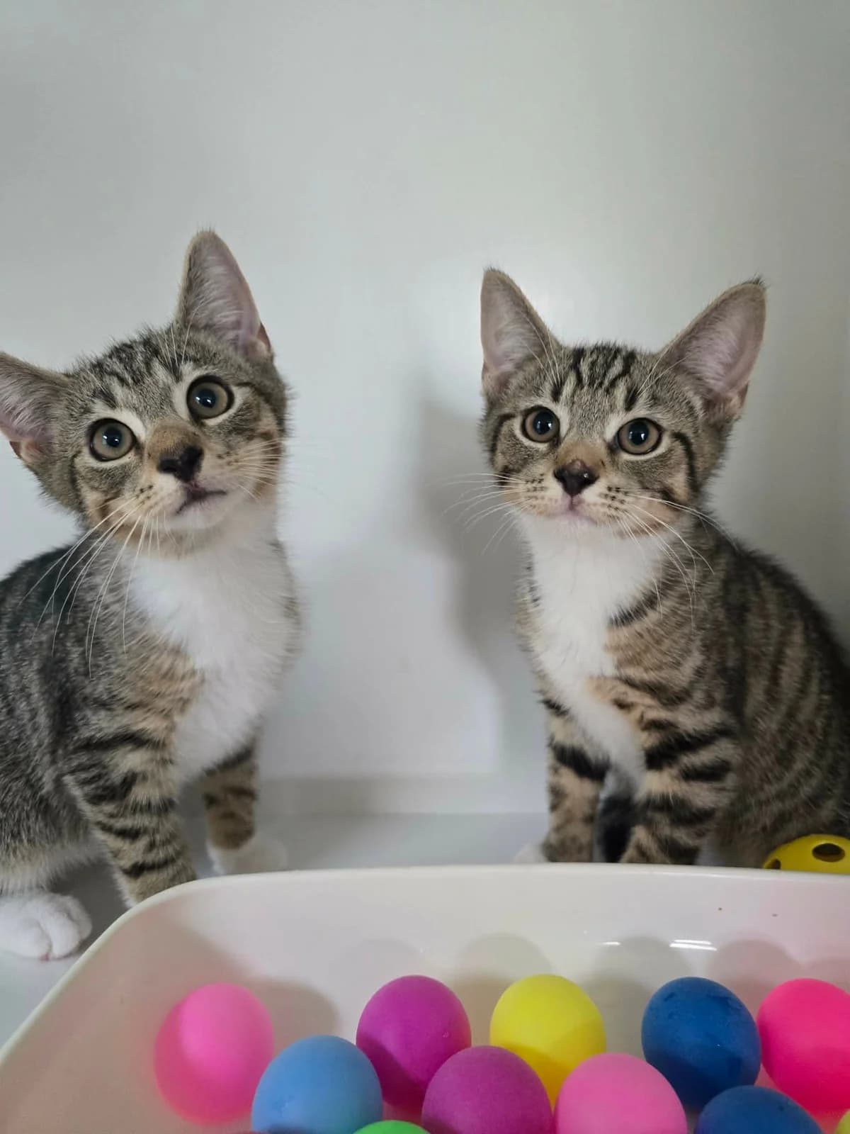 FISH &, senior Mixed Breed for adoption at Animal Rescue Cumbria (Wainwright Shelter)