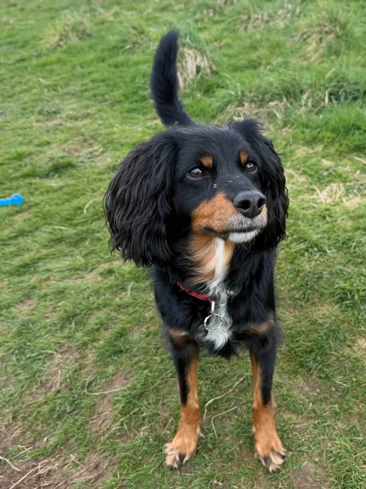 FREDDIE, male 6yo Mixed Breed for adoption at Animal Rescue Cumbria (Wainwright Shelter)