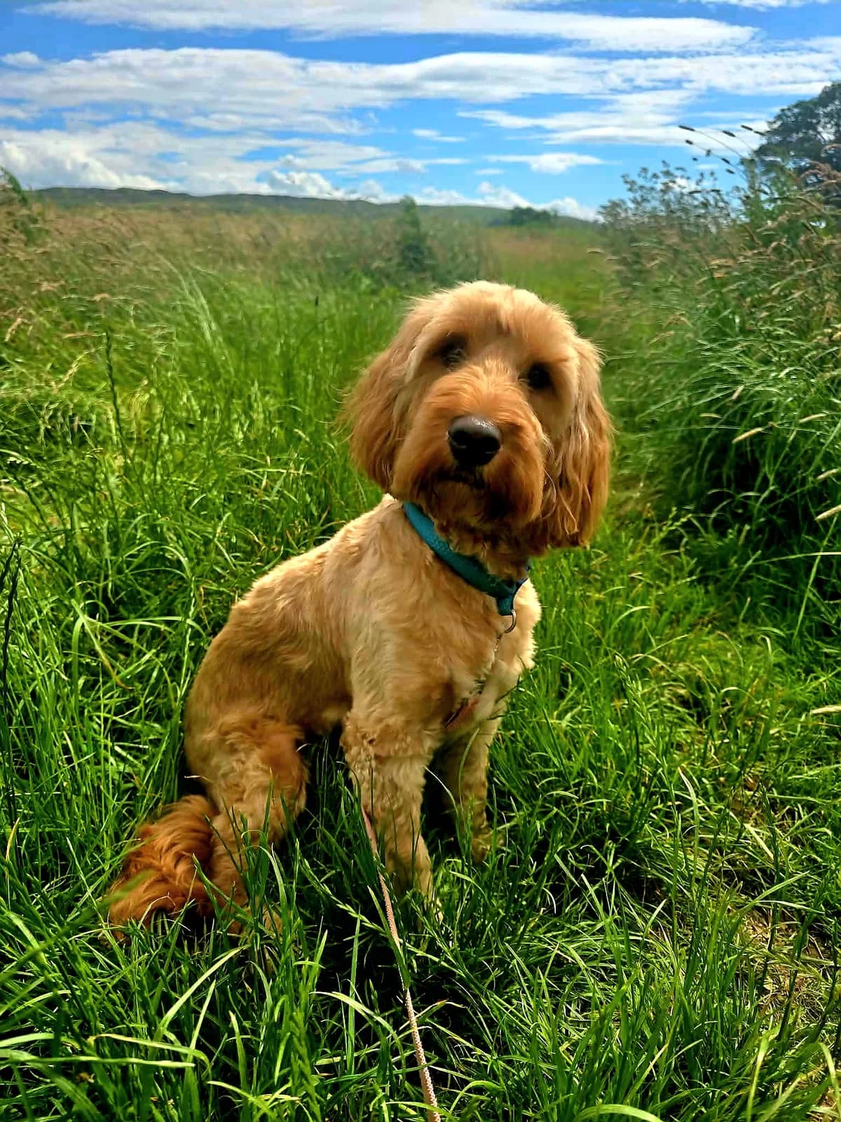 FUDGE, male puppy Mixed Breed for adoption at Animal Rescue Cumbria (Wainwright Shelter)