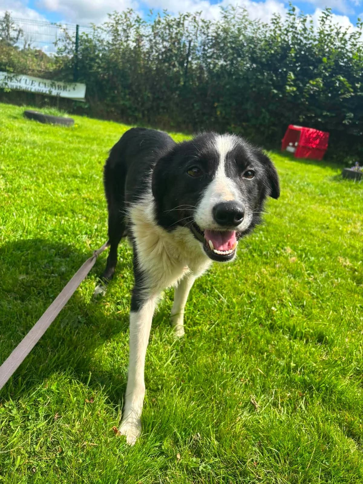 GYP, female 3yo Mixed Breed for adoption at Animal Rescue Cumbria (Wainwright Shelter)